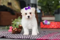 Lily, a female Bichon Frise for sale in Sugarcreek, OH – Photo 6 of 6