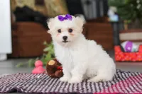 Lily, a female Bichon Frise for sale in Sugarcreek, OH – Photo 2 of 6