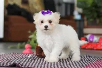 Lily, a female Bichon Frise for sale in Sugarcreek, OH – Photo 4 of 6