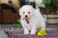 Rambo, a male Bichon Frise for sale in Sugarcreek, OH – Photo 4 of 10