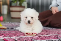 Rambo, a male Bichon Frise for sale in Sugarcreek, OH – Photo 5 of 10