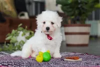 Rambo, a male Bichon Frise for sale in Sugarcreek, OH – Photo 7 of 10