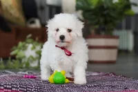 Rambo, a male Bichon Frise for sale in Sugarcreek, OH – Photo 1 of 10