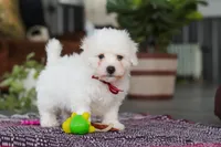 Rambo, a male Bichon Frise for sale in Sugarcreek, OH – Photo 2 of 10