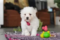 Rambo, a male Bichon Frise for sale in Sugarcreek, OH – Photo 3 of 10