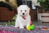 Rambo, a male Bichon Frise for sale in Sugarcreek, OH – Photo 8 of 10