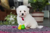 Rambo, a male Bichon Frise for sale in Sugarcreek, OH – Photo 6 of 10