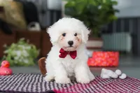 Nick, a male Bichon Frise for sale in Sugarcreek, OH – Photo 4 of 8