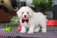 Nick, a male Bichon Frise for sale in Sugarcreek, OH – Photo 7 of 8