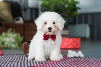 Nick, a male Bichon Frise for sale in Sugarcreek, OH – Photo 5 of 8