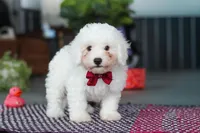 Nick, a male Bichon Frise for sale in Sugarcreek, OH – Photo 2 of 8