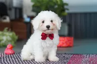 Nick, a male Bichon Frise for sale in Sugarcreek, OH – Photo 3 of 8