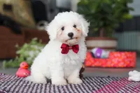 Nick, a male Bichon Frise for sale in Sugarcreek, OH – Photo 6 of 8