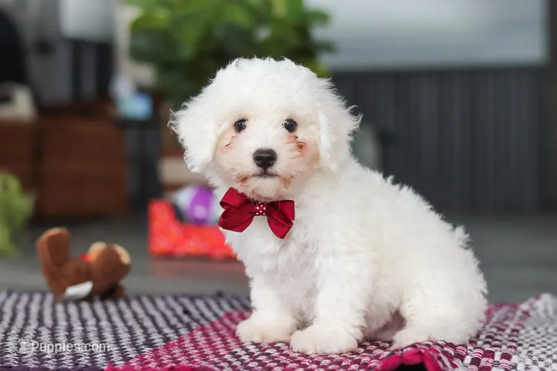 Nick – Bichon Frise puppy for sale in Sugarcreek, OH