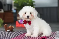 Nick, a male Bichon Frise for sale in Sugarcreek, OH – Photo 1 of 8