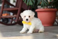 Rocky, a male Bichon Frise for sale in Sugarcreek, OH – 3 of 10