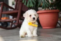Rocky, a male Bichon Frise for sale in Sugarcreek, OH – 7 of 10