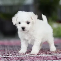 Cayli, a female Bichon Frise for sale in Sugarcreek, OH – Photo 10 of 10