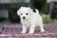 Cayli, a female Bichon Frise for sale in Sugarcreek, OH – Photo 10 of 10
