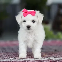 Cayli, a female Bichon Frise for sale in Sugarcreek, OH – Photo 7 of 10