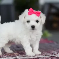 Cayli, a female Bichon Frise for sale in Sugarcreek, OH – Photo 9 of 10