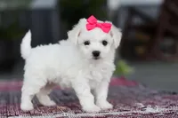 Cayli, a female Bichon Frise for sale in Sugarcreek, OH – Photo 9 of 10