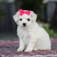 Cayli, a female Bichon Frise for sale in Sugarcreek, OH – Photo 2 of 10