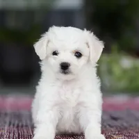 Cayli, a female Bichon Frise for sale in Sugarcreek, OH – Photo 8 of 10