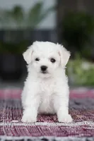 Cayli, a female Bichon Frise for sale in Sugarcreek, OH – Photo 8 of 10