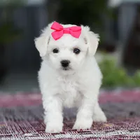 Cayli, a female Bichon Frise for sale in Sugarcreek, OH – Photo 6 of 10