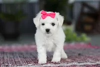 Cayli, a female Bichon Frise for sale in Sugarcreek, OH – Photo 6 of 10