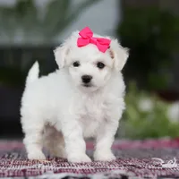 Cayli, a female Bichon Frise for sale in Sugarcreek, OH – Photo 4 of 10