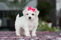 Cayli, a female Bichon Frise for sale in Sugarcreek, OH – Photo 4 of 10