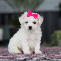 Cayli, a female Bichon Frise for sale in Sugarcreek, OH – Photo 1 of 10