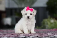 Cayli, a female Bichon Frise for sale in Sugarcreek, OH – Photo 1 of 10
