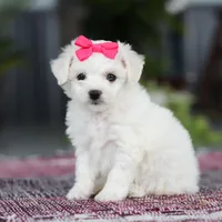 Cayli, a female Bichon Frise for sale in Sugarcreek, OH – Photo 3 of 10