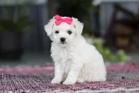 Cayli, a female Bichon Frise for sale in Sugarcreek, OH – Photo 3 of 10