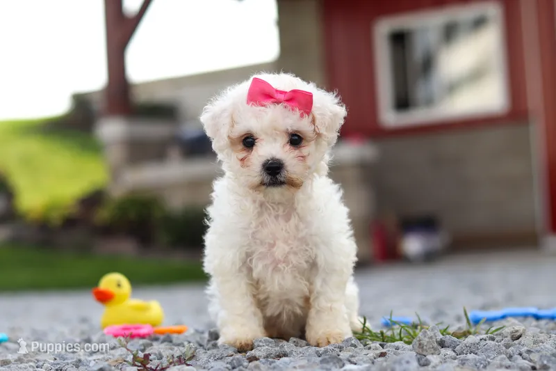 Lily – Bichon Frise puppy for sale in Sugarcreek, OH