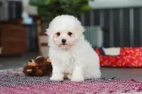 Daffodil, a female Bichon Frise for sale in Sugarcreek, OH – Photo 5 of 7