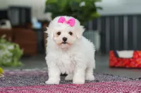 Daffodil, a female Bichon Frise for sale in Sugarcreek, OH – Photo 2 of 7