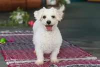 Daffodil, a female Bichon Frise for sale in Sugarcreek, OH – Photo 7 of 7