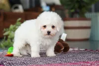 Daffodil, a female Bichon Frise for sale in Sugarcreek, OH – Photo 3 of 7