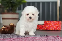 Daffodil, a female Bichon Frise for sale in Sugarcreek, OH – Photo 4 of 7