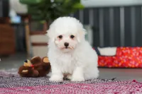 Daffodil, a female Bichon Frise for sale in Sugarcreek, OH – Photo 6 of 7
