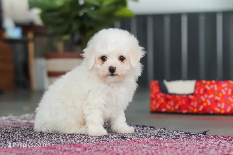 Daffodil – Bichon Frise puppy for sale in Sugarcreek, OH