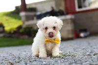 Rocky, a male Bichon Frise for sale in Sugarcreek, OH – 8 of 10