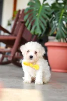 Rocky, a male Bichon Frise for sale in Sugarcreek, OH – 2 of 10