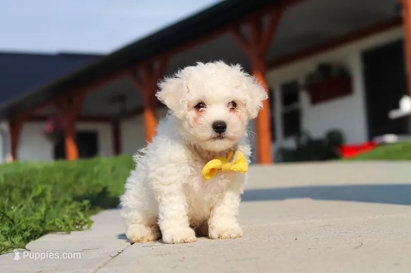 Rocky – Bichon Frise puppy for sale in Sugarcreek, OH