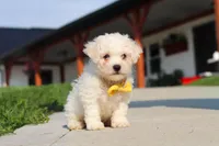 Rocky, a male Bichon Frise for sale in Sugarcreek, OH – 1 of 10