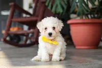 Rocky, a male Bichon Frise for sale in Sugarcreek, OH – 4 of 10